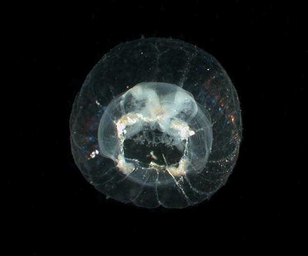 Nemopsis bachei  (hydrozoan) 